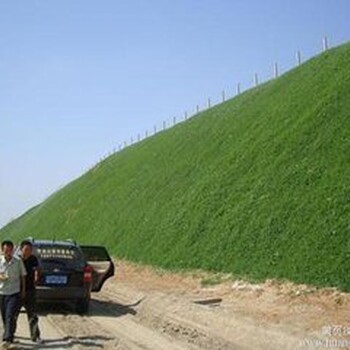 三维植被网三维网垫植草护坡三维土工网垫厂家