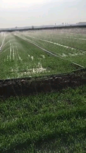 玉林微喷带机组策划方案节水灌溉