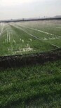 七台河塑料微喷带打孔机上门安装节水灌溉图片5