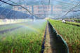德陽大棚微噴技術廠家直銷自動灌溉