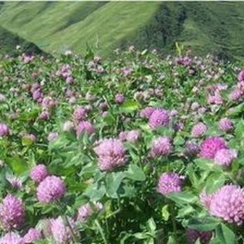 盐城进口薰衣草花海种子