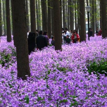 咨询真实德阳格桑花种子什么时候播种