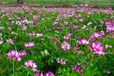 种植真实内江格桑花种子哪家价格最低