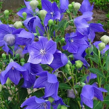 莆田哪家比较好茼蒿菊花海种子