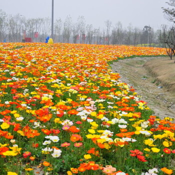 石家莊哪家比較好花海種子紅色硫化菊種子