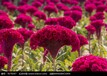 种植真实衡阳格桑花种子批发价格多少