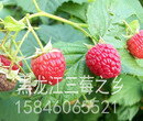 树莓苗多少钱一颗哪里树莓苗好图片