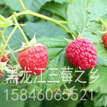树莓苗多少钱一颗哪里树莓苗好