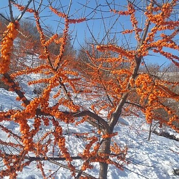 深秋红沙棘苗，大果沙棘苗