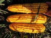 玉米种子产量高