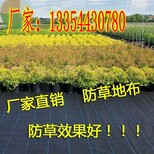 果树防草布-甘肃-除草布价格低图片1