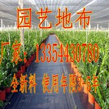 果树防草布-甘肃-除草布价格低图片3