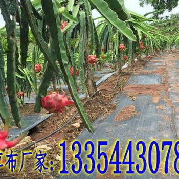 湖南周边2020年_防草布除草布使用方法_发货及时