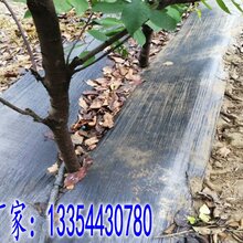沧州耐用防草布,园艺地布图片