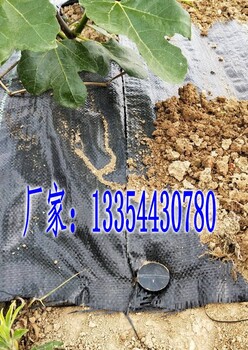 黑色100克重园艺地布大棚蓝莓园采摘园温室用PE材质防草除草布