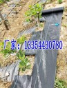 防草膜與防草布對(duì)比果園專(zhuān)用防草布一畝地大約多少錢(qián)