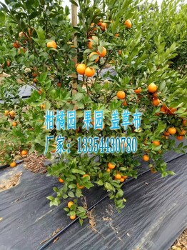 防草布防止地面产生杂草及时排除地面积水效果好