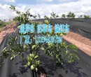 定制园艺地布。直销生态防草布