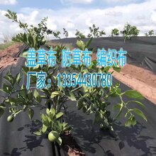 直销防草布防草抑制席果园防草布花棚防草布图片