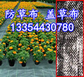 pp防草编制布果园种植除草编制布最新价格图片