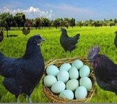 2019年绿壳蛋鸡苗多少钱一只,绿壳鸡蛋价格