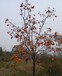 宁波柿子树枣树石榴树山楂树香椿树栽种