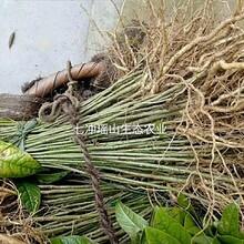 供应龙岩黄花倒水莲倒吊黄种苗倒吊黄花种子播种苗产区直销