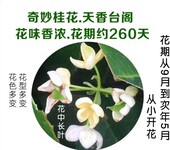 供应新产品天香台阁桂花小苗天香台阁桂花盆景量大更优惠