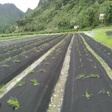 加工园艺防草布_定制苹果园除草布_抗老化防草布现货供应图片
