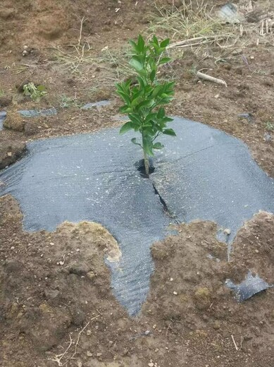 保护地防草布价格批发园艺编织布控草布厂家