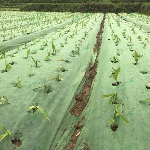 抗紫外线除草布大棚遮草布价格