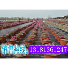直销生态透气防草布、正宇防草布专业厂家、全新料防草布可定制图片