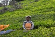 印度进口尼尔吉利茶叶清关代理需要多久