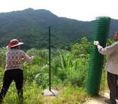 广东养殖围栏网，圈养隔离网，养鸡网，绿色养殖铁丝网围栏厂家