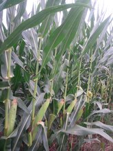 稀植大棒玉米品种铁杆棒王图片