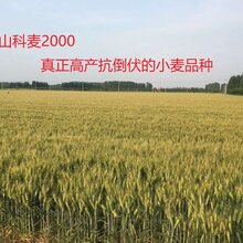 高产抗倒伏小麦种子大穗小麦山科麦2000图片