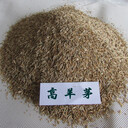 大量批發(fā)邊坡護(hù)坡衛(wèi)士高羊茅抗旱耐熱耐蔭耐瘠薄草坪種子