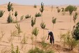 内蒙古包头沙漠治理土粘合剂沙漠植树种草生态修复沙漠保湿剂