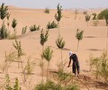 甘肃嘉峪关沙漠治理防沙固沙土壤固化剂