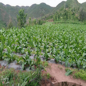 甘南保水剂土壤抗旱保水剂矿山喷播绿化工程