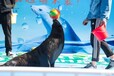 海狮表演出租面向全国接单海洋展企鹅展示租赁费用
