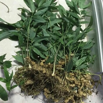 福州創(chuàng)紀農業(yè)黃精苗中藥材種植基地直供