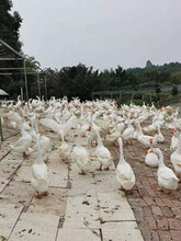 重慶批發四季白鵝苗皖西雜交白鵝苗提供養殖技術圖片