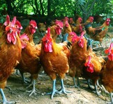 北川供应鸡鸭鹅苗家禽养殖技术学习育雏鸡苗