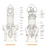 600QZB（QHB）轴（混）流泵配件及型号参数
