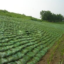 详解生态袋是什么产品?图片