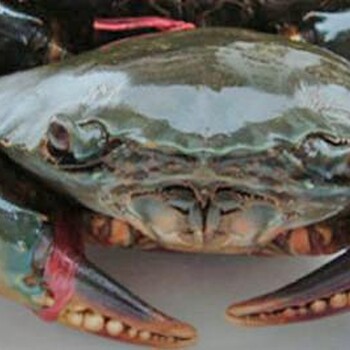 上海港活螃蟹进口报关需要什么资质