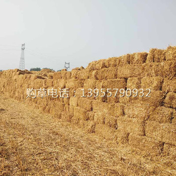 供应小麦秸秆牛羊草玉米小麦饲料