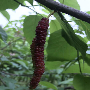 无籽大十果桑苗嫁接果桑苗大果桑葚苗