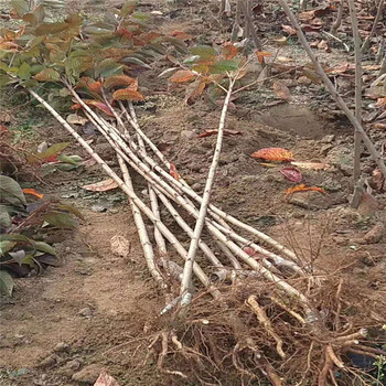 日本樱花苗双色樱花树苗嫁接苗庭院种植盆栽樱花苗当年开花